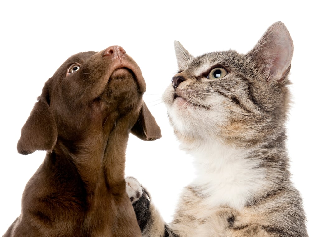 Dog-and-cat 