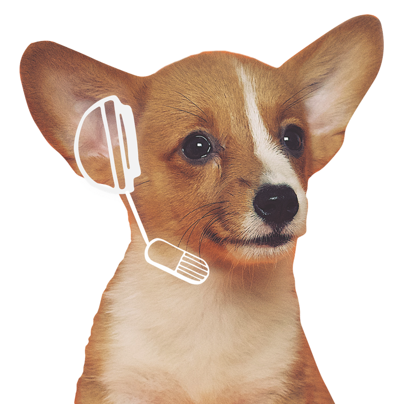 Small dog with hand-drawn headset in white